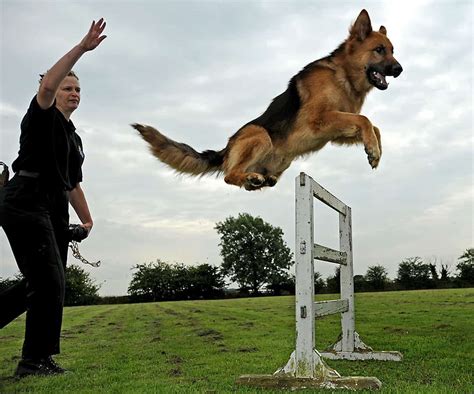 How To Obedience Train A German Shepherd Trainyourgsd