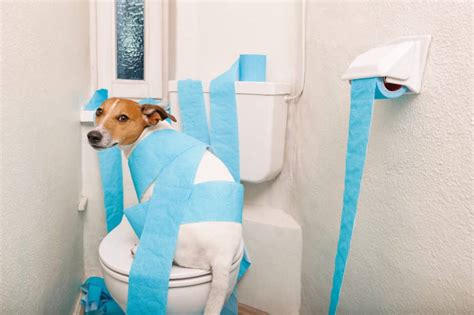 How To Quickly Help Your Dog With Diarrhea
