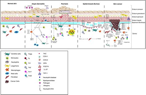 Frontiers Unraveling The Ecm Immune Cell Crosstalk In Skin Diseases