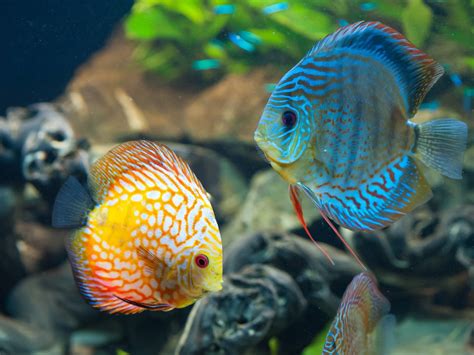 Animals Fish Discus Fish Wallpapers Hd Desktop And