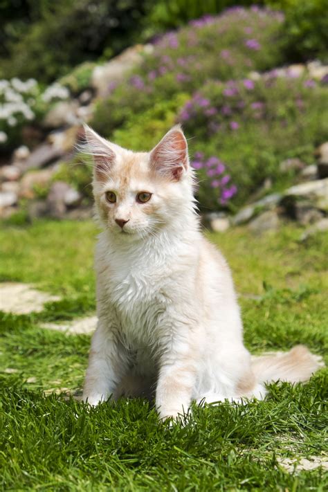 These Facts About White Cat Breeds Are Quite Fur Tastic Cat Appy