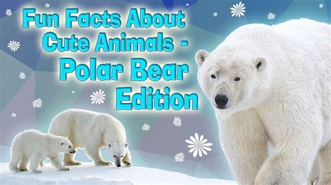 Fun Facts About Cute Animals Polar Bear Edition