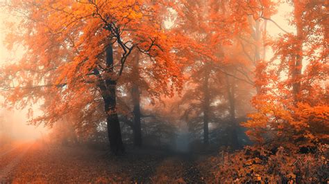 Misty Autumn Forest Image Abyss