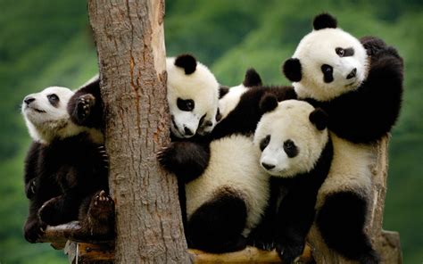 42 Baby Panda Bear Wallpaper On Wallpapersafari