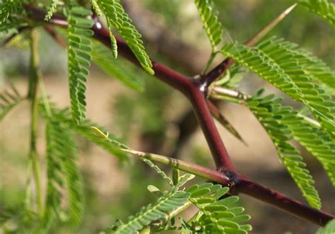 Mesquite Thorn Itsy Bitsy Photo Blog