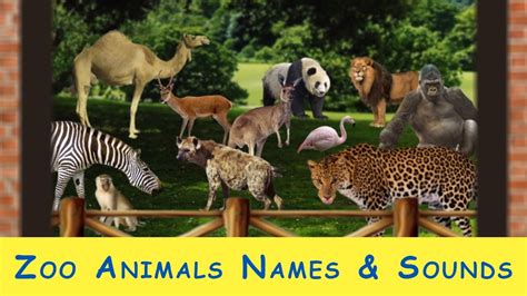 View Zoo Animal Pictures With Names The Latest Temal
