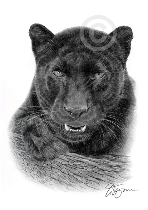 Black Panther Pencil Drawing Art Print Big Cat Illustration Etsy