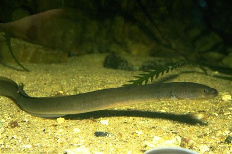Southern Shortfinned Eel Anguilla Australis Adult Southern Shortfin