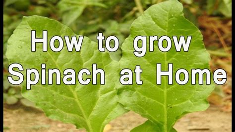 How To Grow Spinach At Your Home Youtube