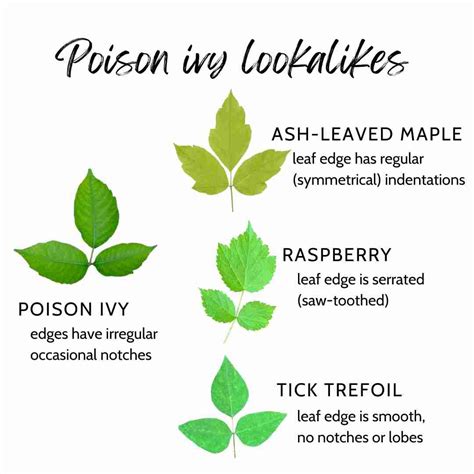 How To Identify Poison Ivy — And Jewelweed A Natural Remedy