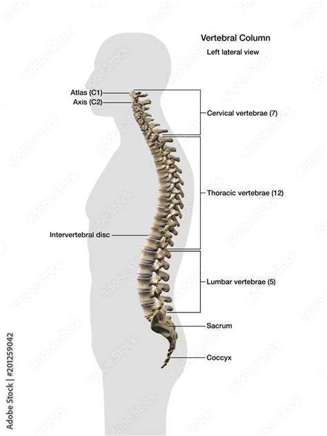 Vertebral Column Labeled Male Side View On White Background Stock