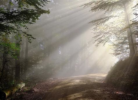 Morning Fog Sunbeam Forest Morgenstimmung In The Early Morning