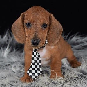 Visit us and meet your new best friend. Dachshund Puppies for Sale in PA | Dachshund Puppy Adoptions