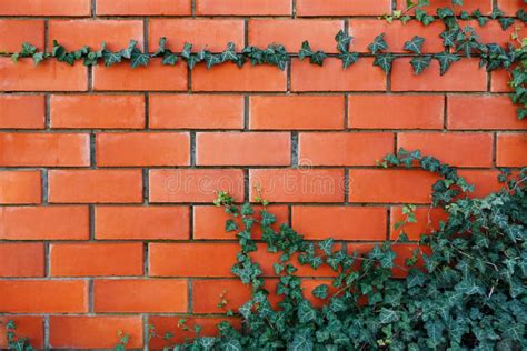 Ivy Plant On A Red Brick Wall Stock Image Image Of Brickwork