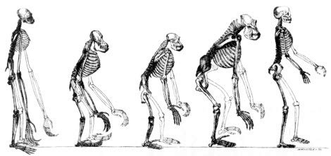 Charles darwin's theory of evolution brief summary. The Presurfer: March 2010