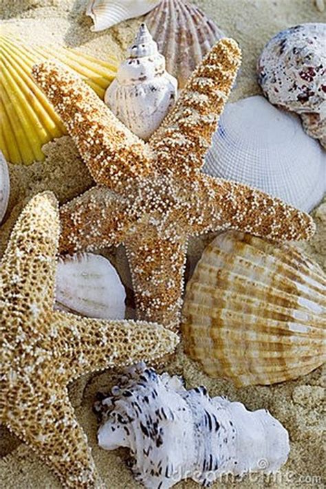 10 Beautiful Starfish And Sea Shell Pictures