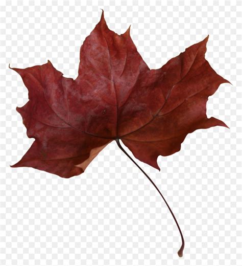 Maple Leaf Png Transparent Picture Maple Leaf PNG Stunning Free