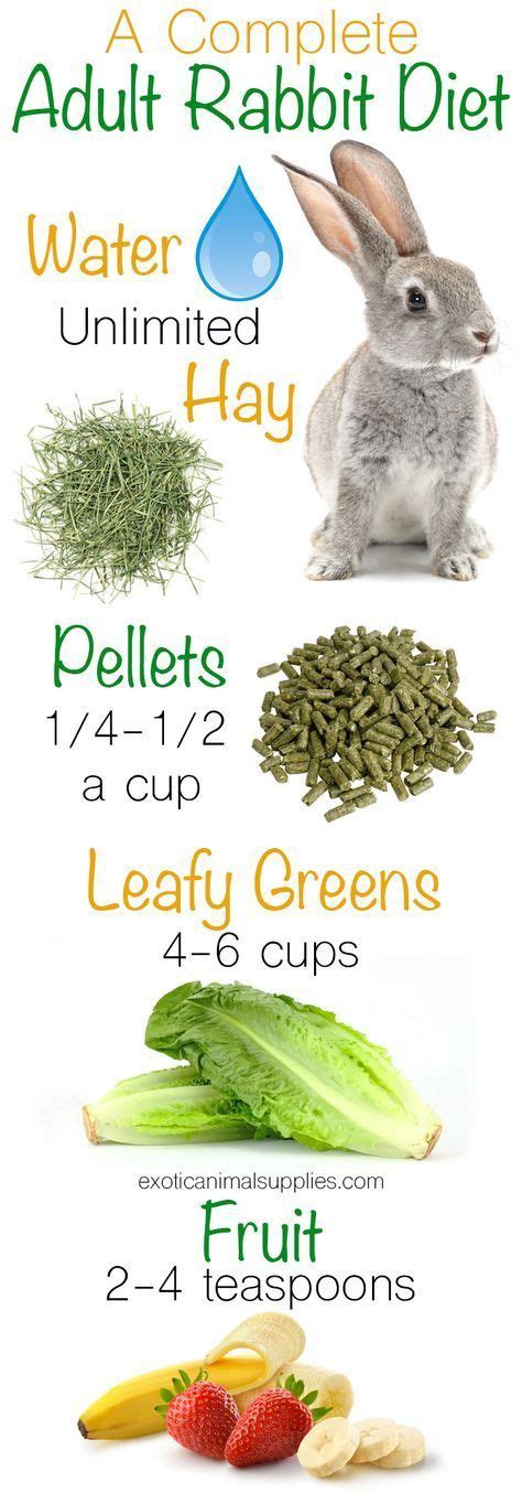 Pet Rabbit Diet Bunny Food And Nutrition Exotic Animal Supplies