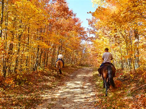 Top 5 Horseback Riding Experiences In Pigeon Forge Tn Pigeon Forge