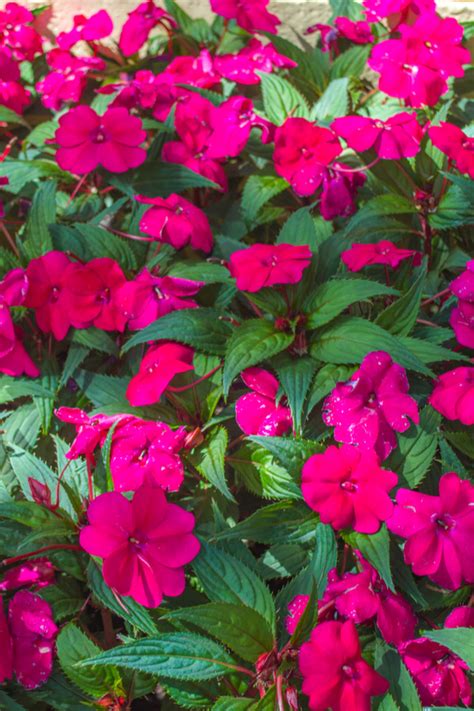 How To Keep Impatiens Blooming Like Crazy 3 Simple Tips To Success