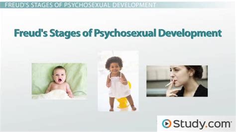Freuds Stages Of Psychosexual Development Video And Lesson Transcript
