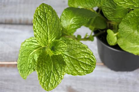 Mentha Lonolia Plant Stock Image Image Of Flora Flavor 74035459