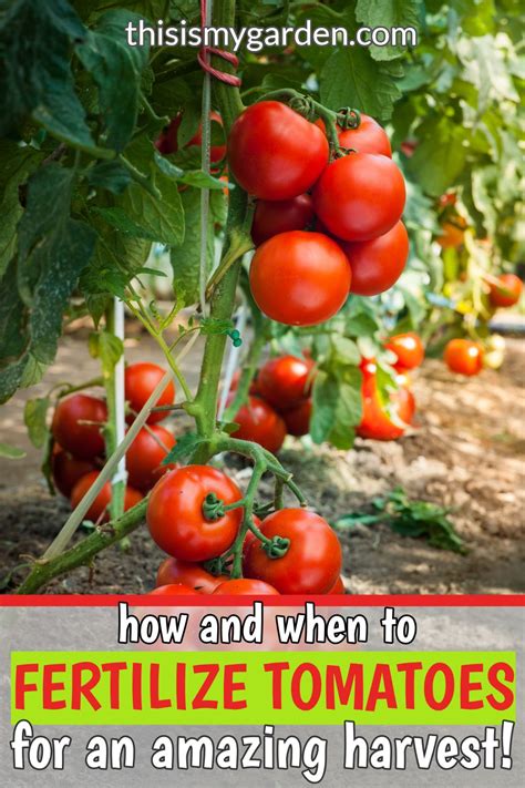 How And When To Fertilize Tomatoes Growing Tomato Plants Growing