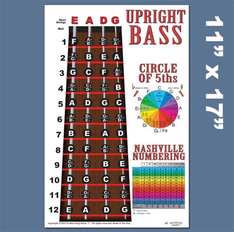 Upright Bass Fingerboard Instructional Poster 4 String Bass Notes Chart