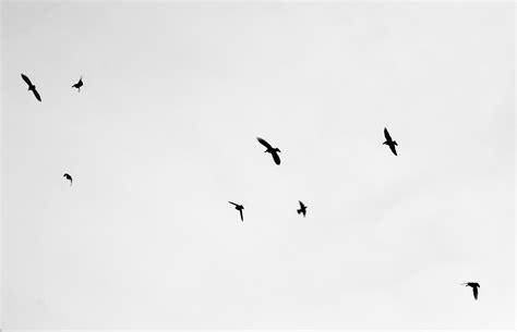 Flock Of Birds Sky Bokeh 15 Wallpaper 2604x1680 219277