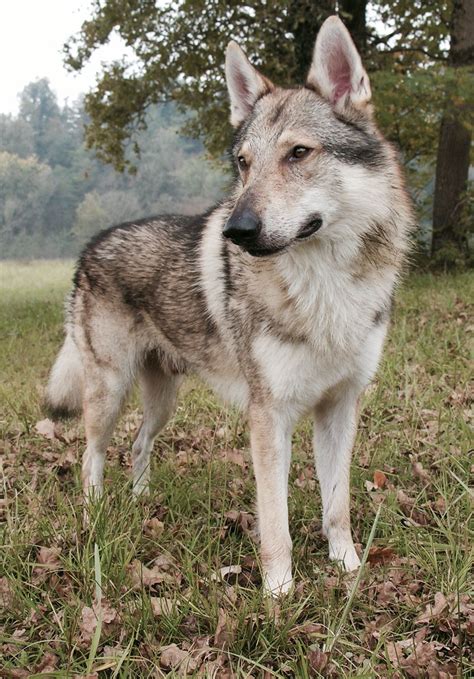 Pin By Jenn Zieska On Cane Lupo Cecoslovacco Wolf Dog