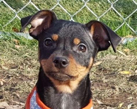 Maggie Miniature Pinscher Dog For Adoption In Grayslake Illinois