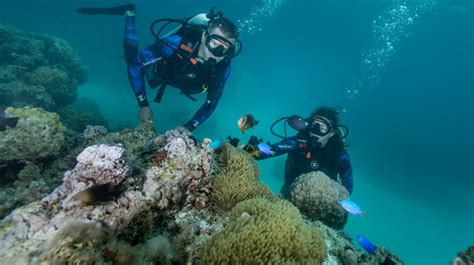Discover Scuba Diving In Bora Bora