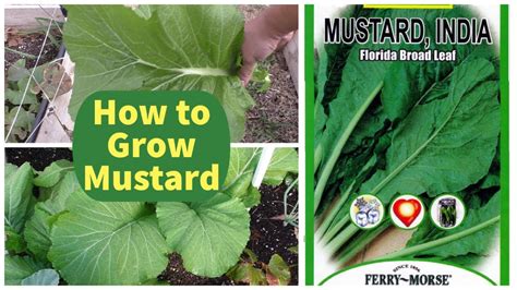 Growing Mustard Greens How To Grow Mustard Florida Broad Leaf