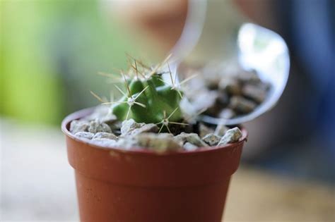 How To Grow Cactus Plants From Seed Bbc Gardeners World Magazine