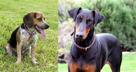 Bluetick Beagle Vs Doberman Pinscher Breed Comparison