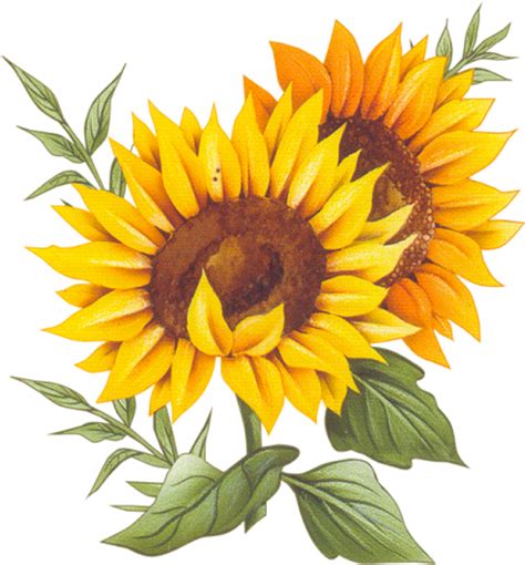 American Flag Sunflower Png Free Logo Image