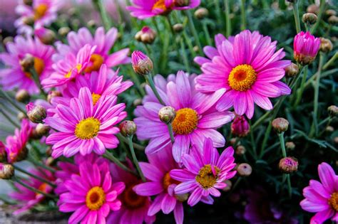 Things You Didnt Know About Daisies Daisy Fun Facts