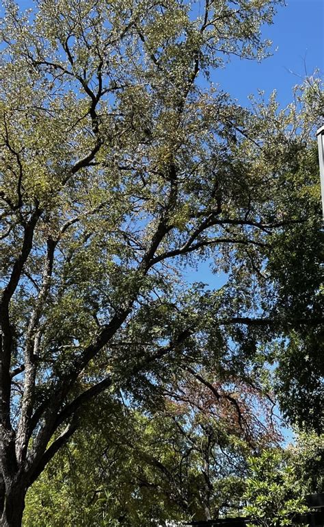Heritage Oak Tree Help Raustin