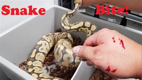 I Let My Snake Bite Me Youtube