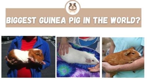 Biggest Guinea Pig In The World The Guinea Pig Expert