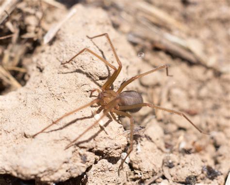 Reclusive Recluse Recluse Spider Loxosceles Found Under Flickr
