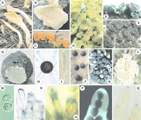Photographic Plate Illustrating Morphological Diversity In Ascomycota