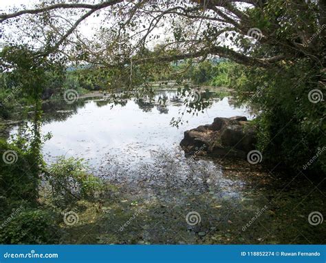 Sri Lanka Beautiful Nature Lakes And Rivers Stock Photography