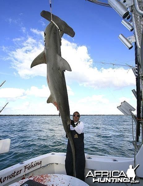 Record Greater Hammerhead Shark My Photo Gallery