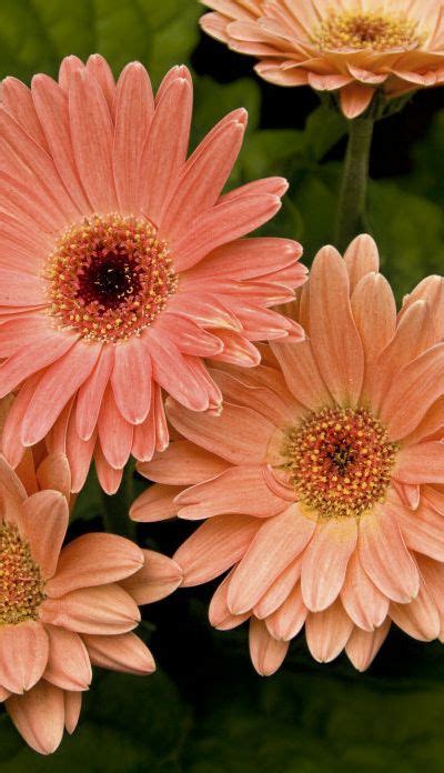 How To Grow Gerbera Daisy Outdoors Diy Flowers