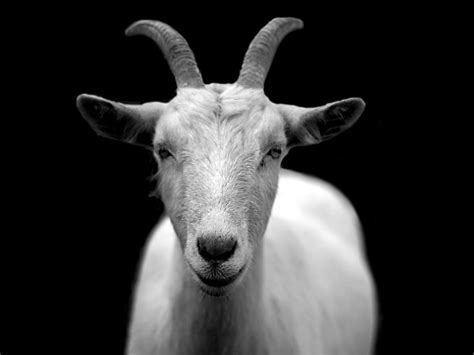 551176 Animal Black And White Close Up Goat Horns Macro 4k Rare