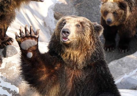 The 10 Largest Bears In The World In 2024 A Z Animals