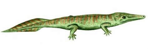 Jump to navigation jump to search. Archegosaurus decheni - Prehistoric Animals