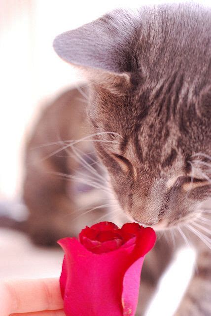 Red Rose Cats Smelling Kitten Love Cute Animals