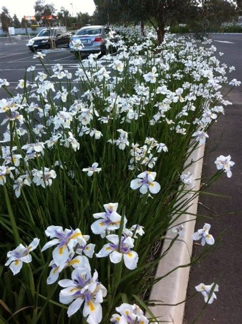 Dietes Grandiflora Wild Iris I Can See Some Of These Working